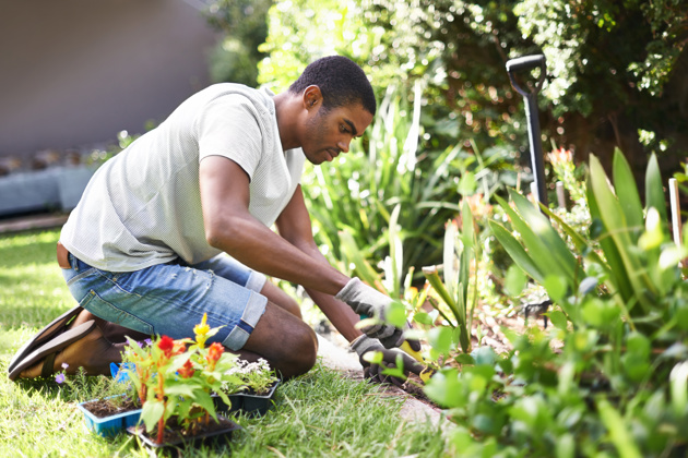 Man kneeling in a backyard garden planting flowers and plants with gloves on a sunny day
